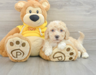 6 week old Poochon Puppy For Sale - Pilesgrove Pups