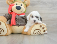 7 week old Poochon Puppy For Sale - Pilesgrove Pups