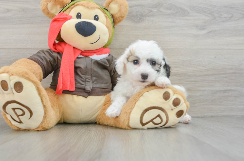 8 week old Poochon Puppy For Sale - Pilesgrove Pups