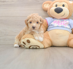 6 week old Poochon Puppy For Sale - Pilesgrove Pups