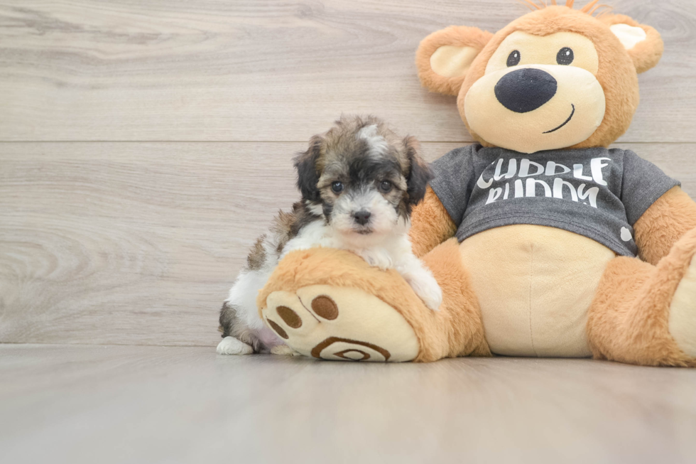 Happy Poochon Baby