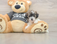 5 week old Poochon Puppy For Sale - Pilesgrove Pups