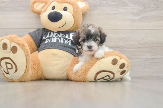 Fluffy Poochon Poodle Mix Pup