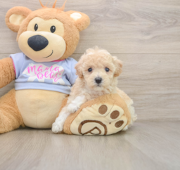 5 week old Poochon Puppy For Sale - Pilesgrove Pups