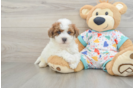 Best Poochon Baby