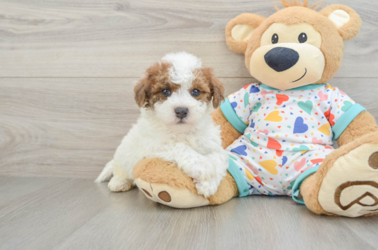 Best Poochon Baby