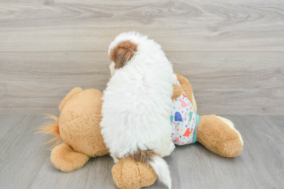 Poochon Pup Being Cute