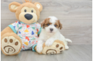 Smart Poochon Poodle Mix Pup