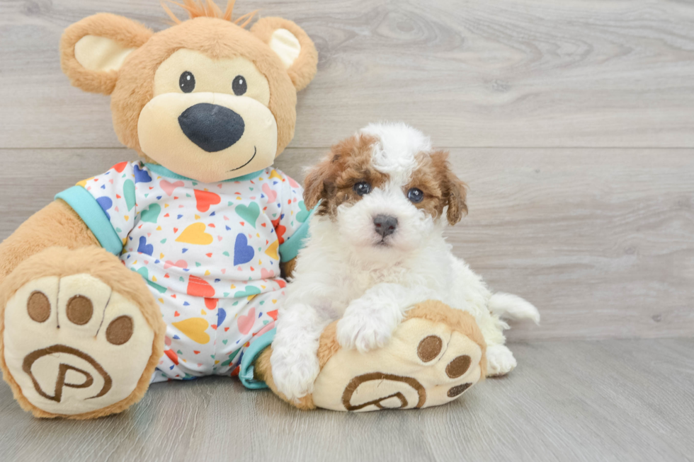 Smart Poochon Poodle Mix Pup