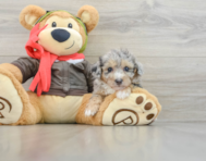 8 week old Poochon Puppy For Sale - Pilesgrove Pups