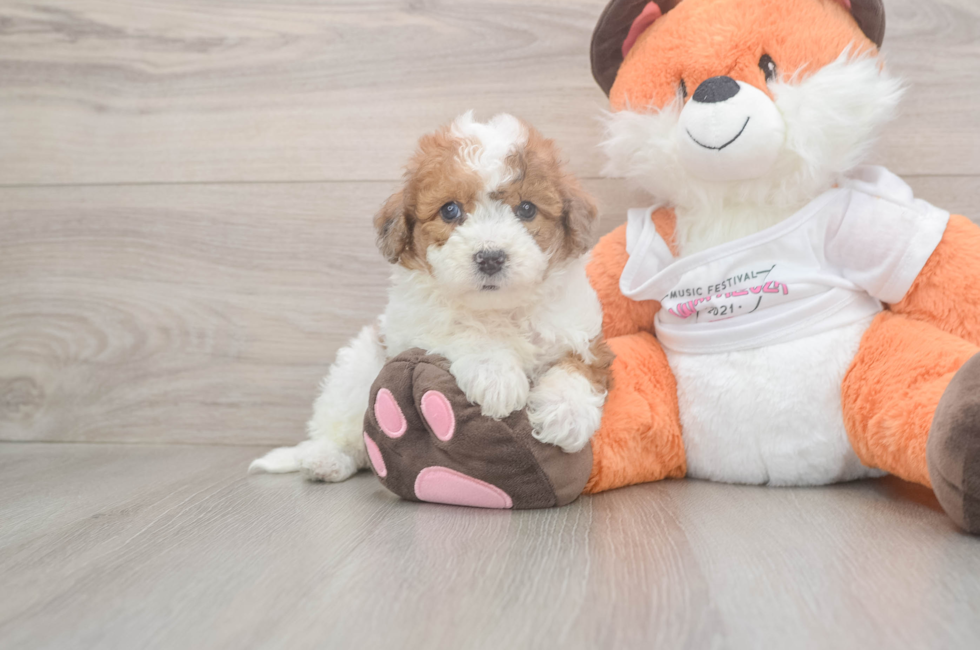 5 week old Poochon Puppy For Sale - Pilesgrove Pups