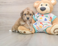 6 week old Poochon Puppy For Sale - Pilesgrove Pups