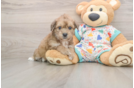 Poochon Pup Being Cute