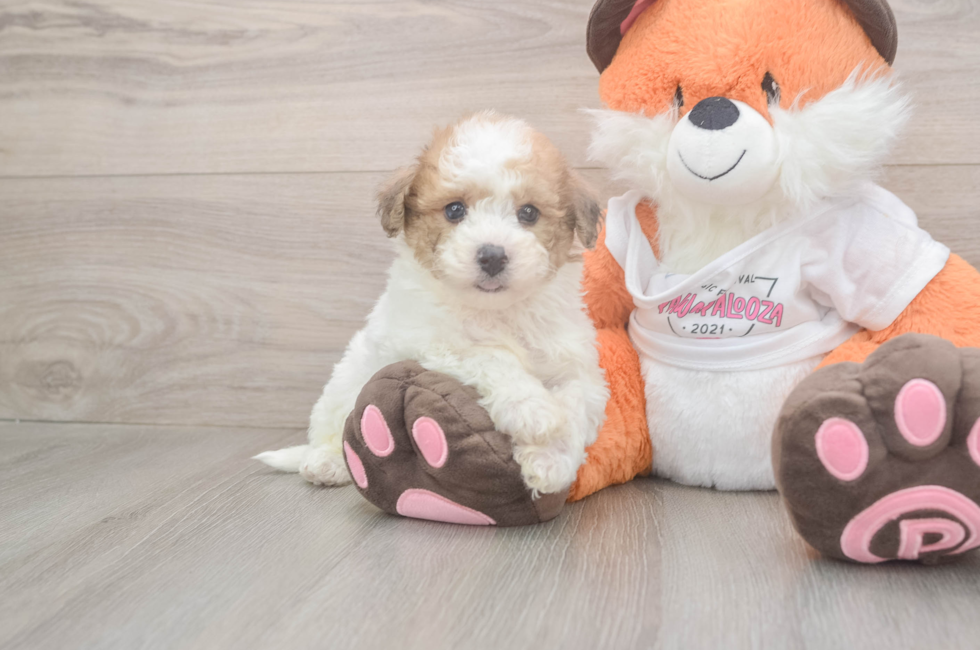 5 week old Poochon Puppy For Sale - Pilesgrove Pups