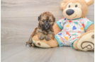 Hypoallergenic Bichpoo Poodle Mix Puppy