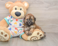 6 week old Poochon Puppy For Sale - Pilesgrove Pups