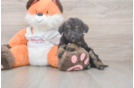 Smart Poochon Poodle Mix Pup