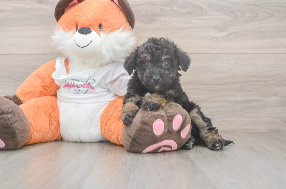 5 week old Poochon Puppy For Sale - Pilesgrove Pups