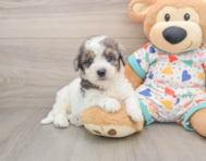 6 week old Poochon Puppy For Sale - Pilesgrove Pups