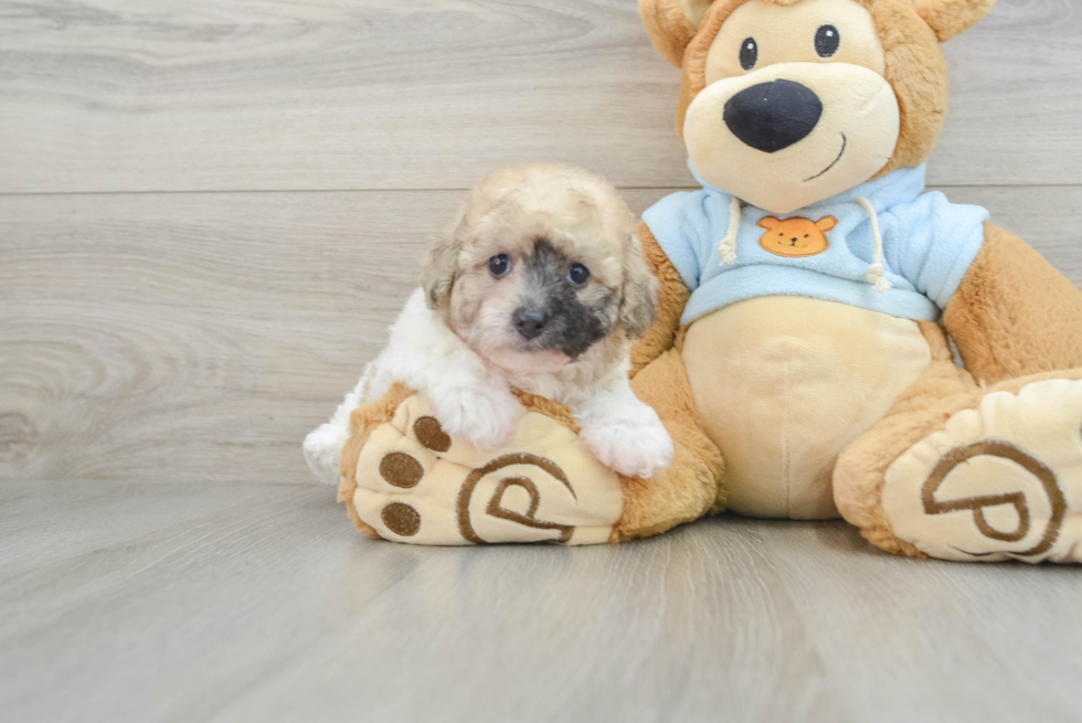 Playful Bichpoo Poodle Mix Puppy