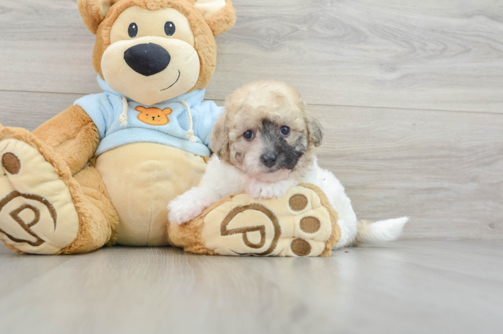 5 week old Poochon Puppy For Sale - Pilesgrove Pups