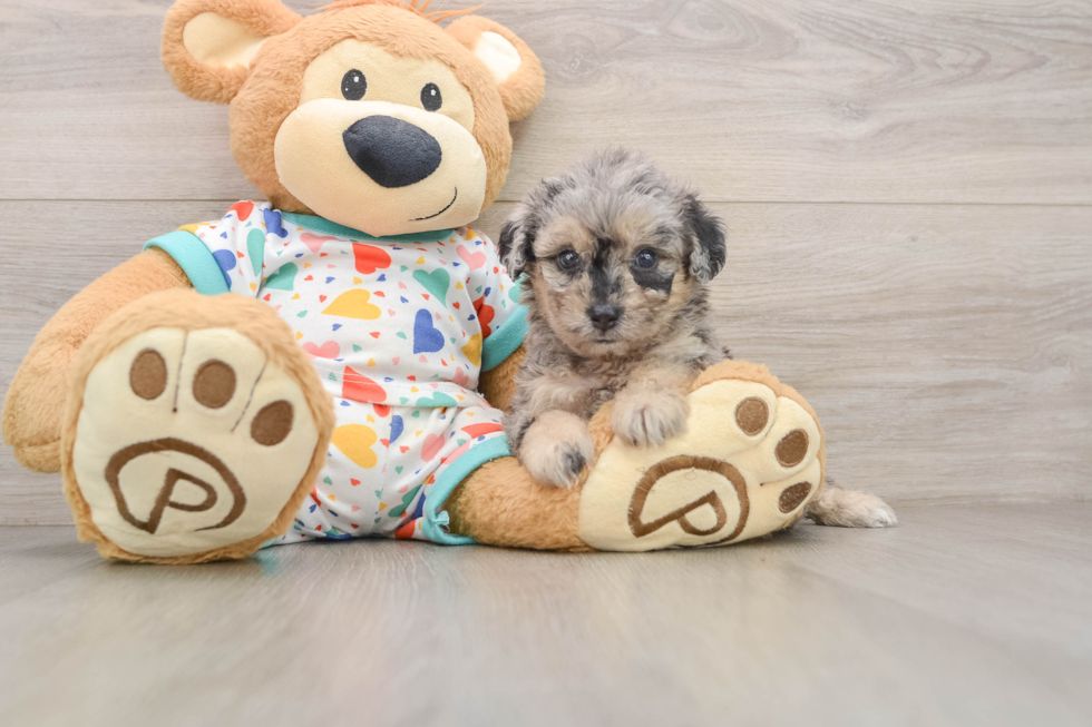 Friendly Poochon Baby