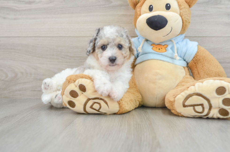 5 week old Poochon Puppy For Sale - Pilesgrove Pups