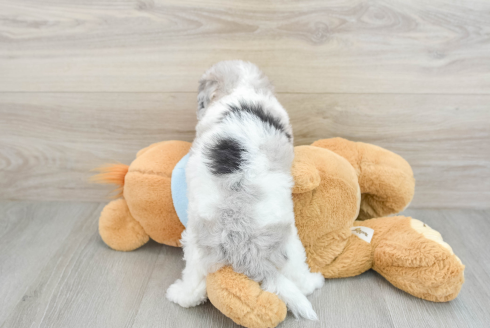 Petite Poochon Poodle Mix Pup