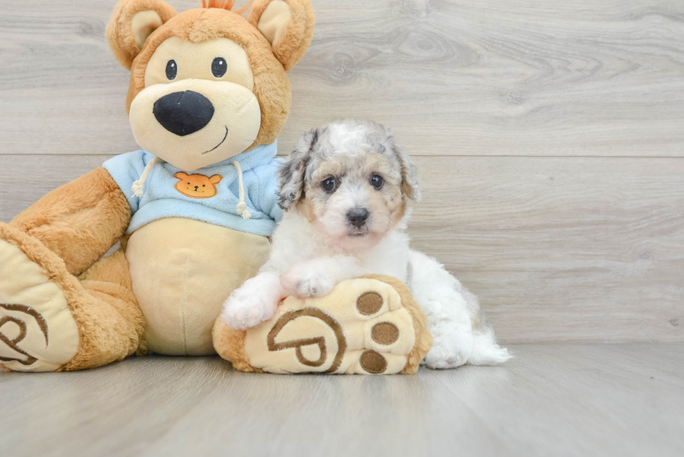 Energetic Bichpoo Poodle Mix Puppy