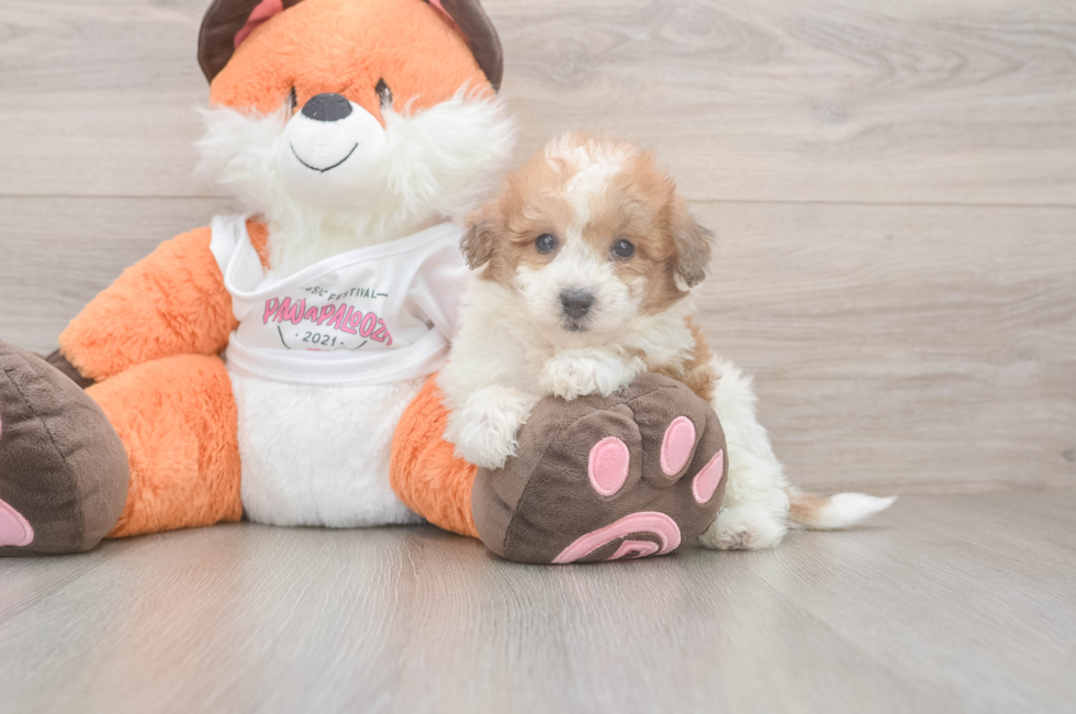 5 week old Poochon Puppy For Sale - Pilesgrove Pups