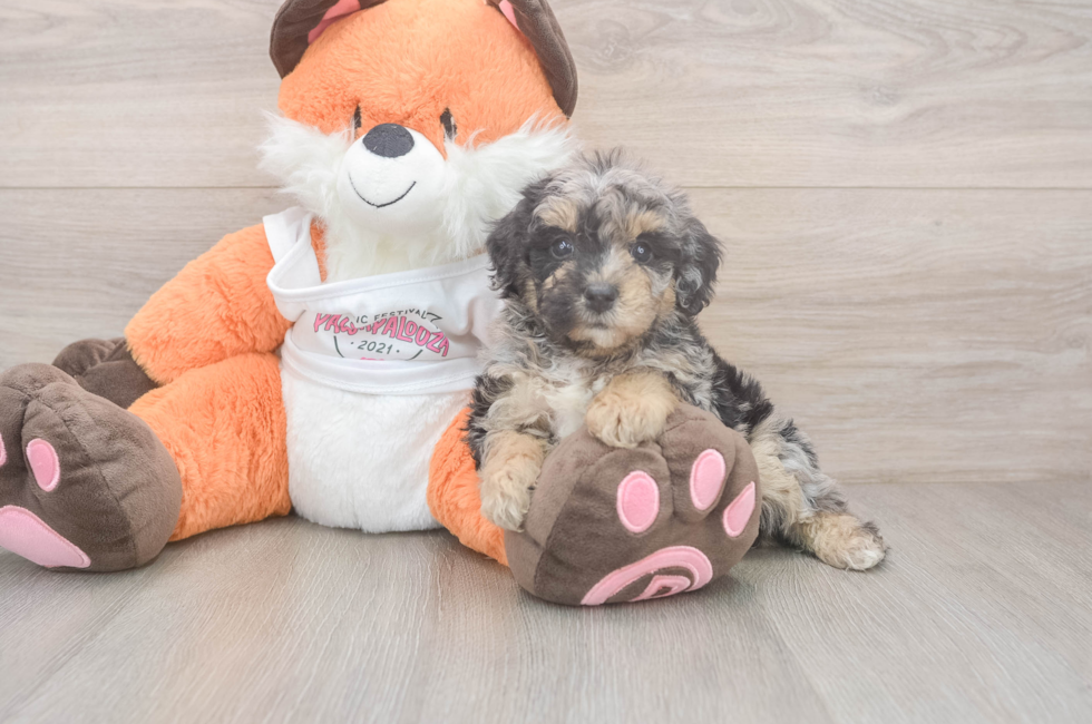 5 week old Poochon Puppy For Sale - Pilesgrove Pups
