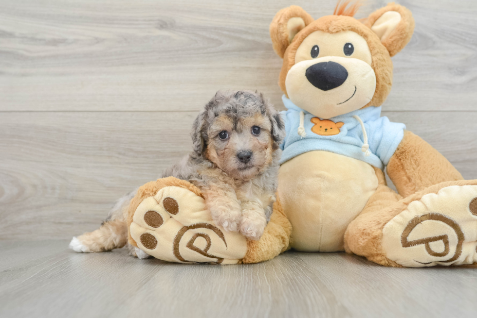 Smart Poochon Poodle Mix Pup