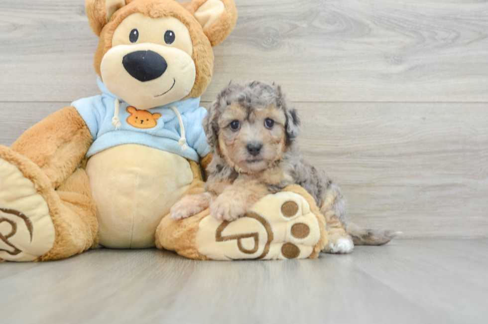 5 week old Poochon Puppy For Sale - Pilesgrove Pups