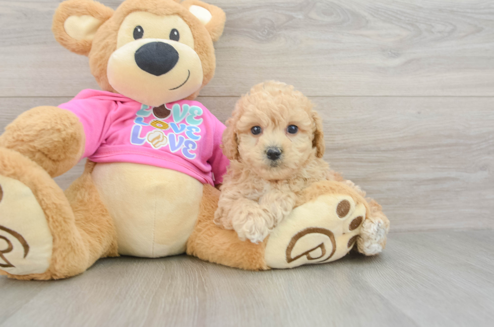 6 week old Poochon Puppy For Sale - Pilesgrove Pups