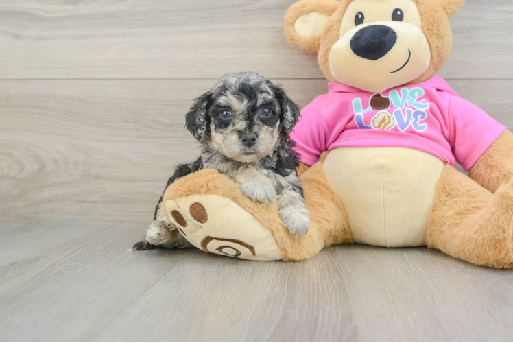 Sweet Poochon Baby