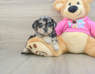 6 week old Poochon Puppy For Sale - Pilesgrove Pups