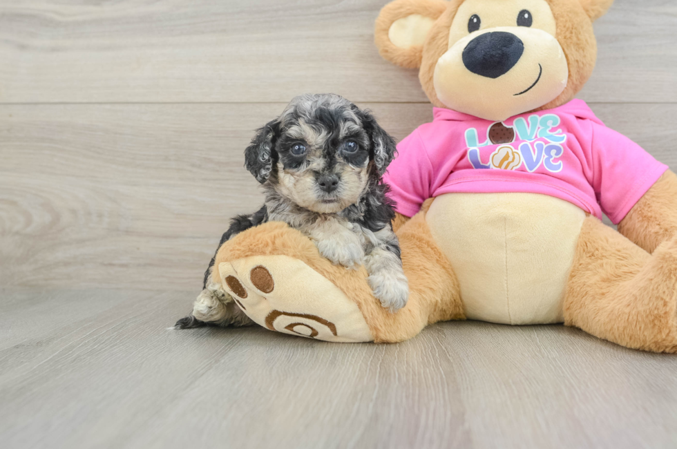 5 week old Poochon Puppy For Sale - Pilesgrove Pups