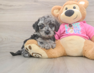 8 week old Poochon Puppy For Sale - Pilesgrove Pups