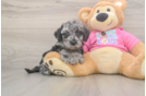 Hypoallergenic Bichpoo Poodle Mix Puppy