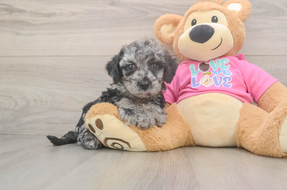 5 week old Poochon Puppy For Sale - Pilesgrove Pups