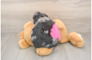 Funny Poochon Poodle Mix Pup