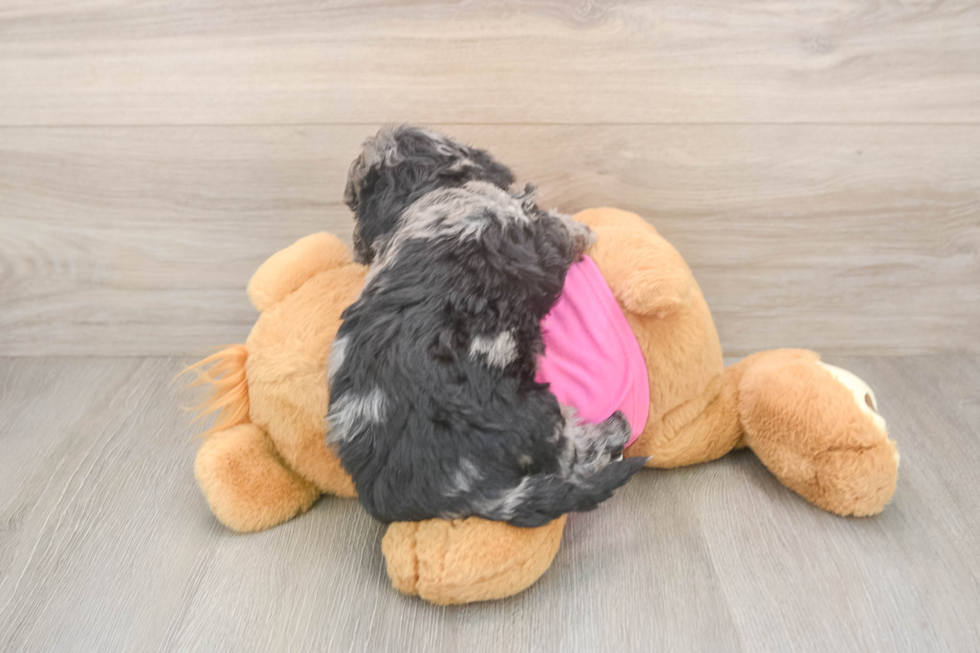 Funny Poochon Poodle Mix Pup