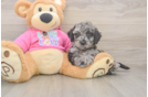 Petite Poochon Poodle Mix Pup