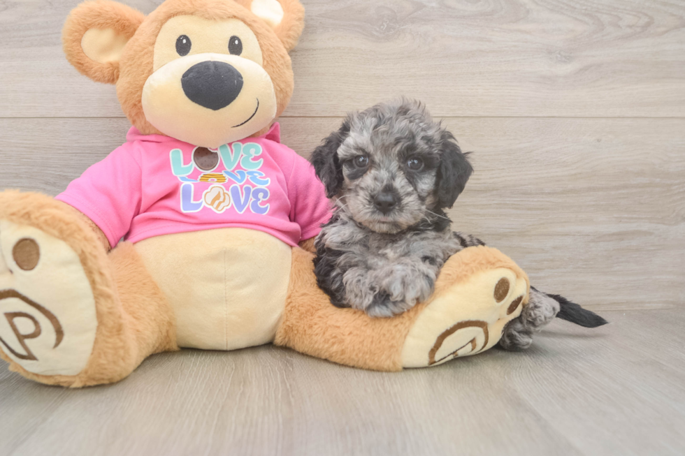 Petite Poochon Poodle Mix Pup