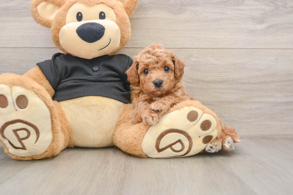 Little Bichpoo Poodle Mix Puppy
