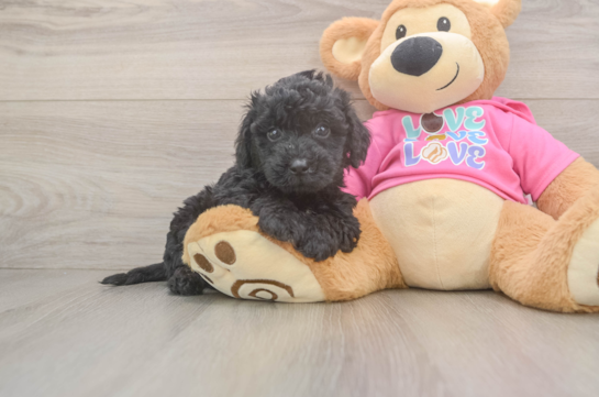 Happy Poochon Baby