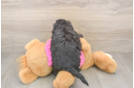 Hypoallergenic Bichpoo Poodle Mix Puppy