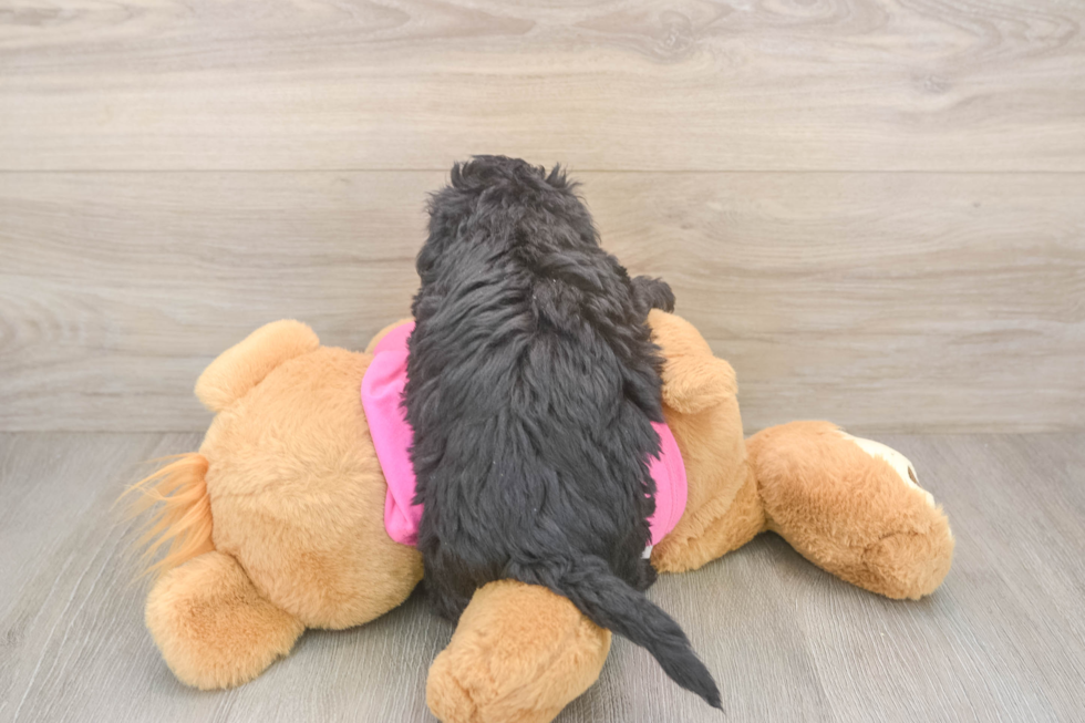 Hypoallergenic Bichpoo Poodle Mix Puppy