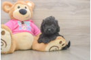 Playful Bichpoo Poodle Mix Puppy