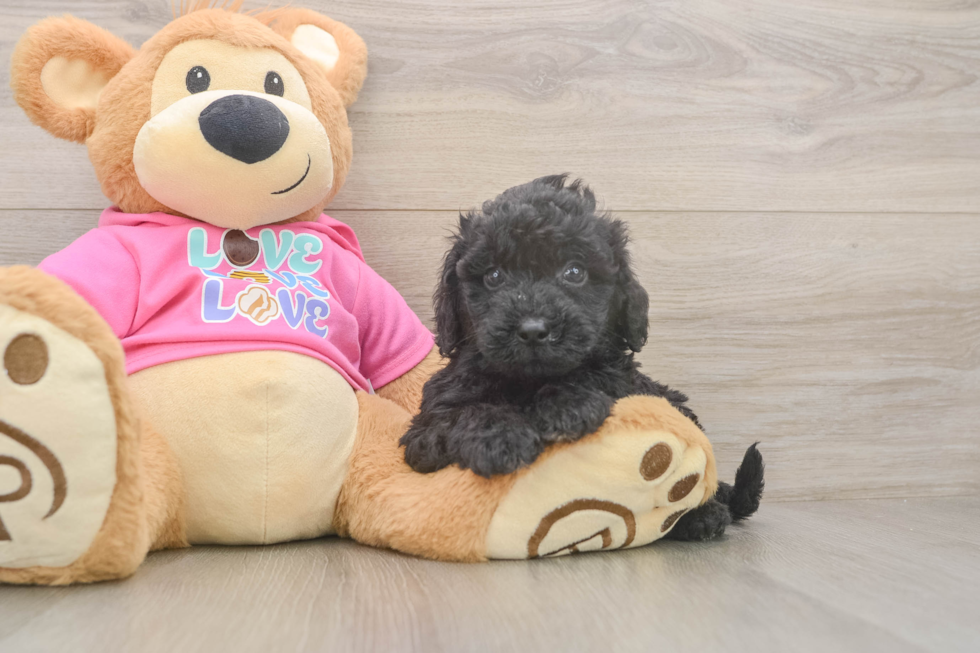 Playful Bichpoo Poodle Mix Puppy